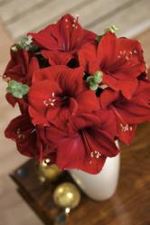 Three stems of rich red Amaryllis with scented Eucalyptus.